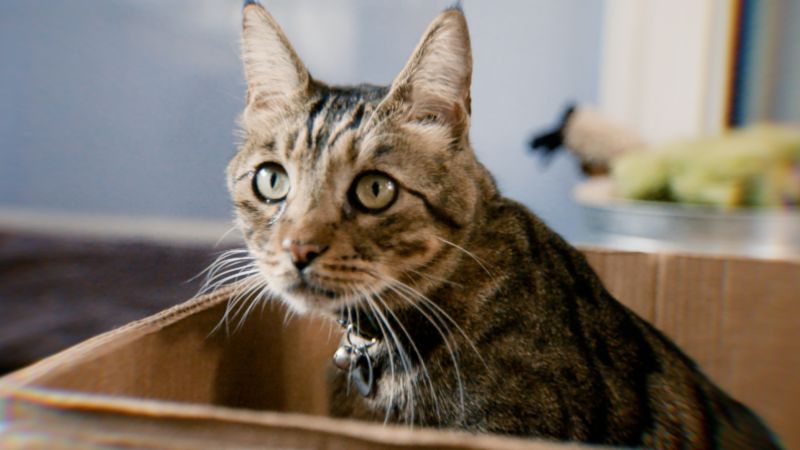 Expert explains why it's beneficial for your cat to have a cardboard box | CNN