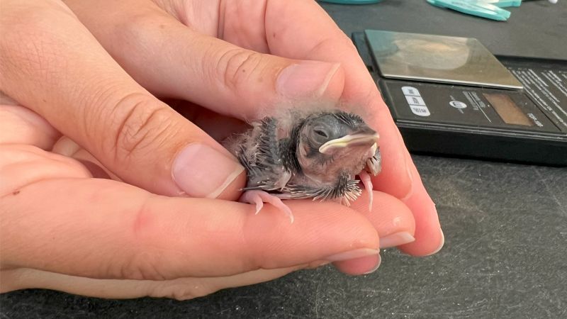 NextImg:Brevard Zoo welcomes adorable, critically endangered grasshopper sparrow chicks | CNN