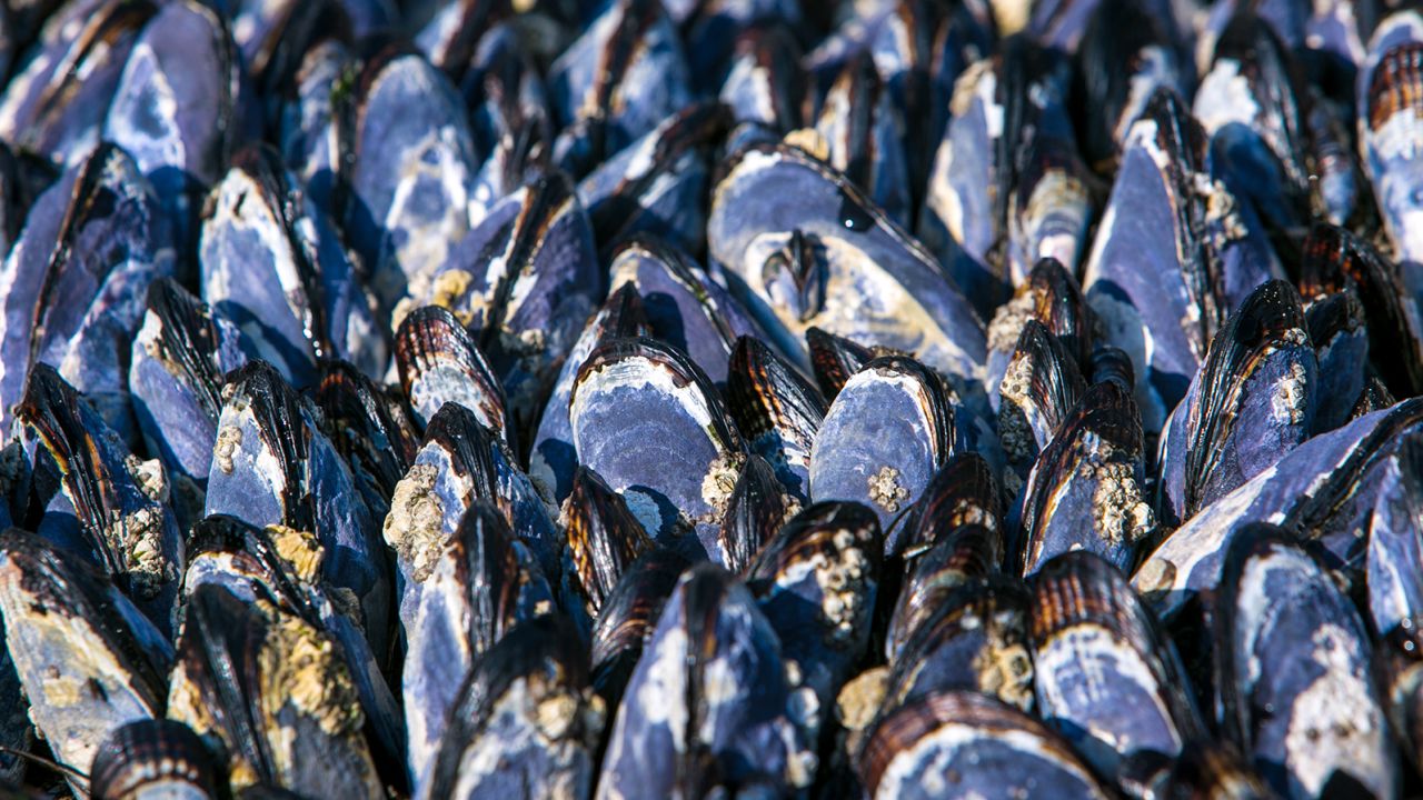 The researchers took inspiration from the protein in mussels' "beards." These strong, sticky threads help the shellfish attach to rocks and reefs.