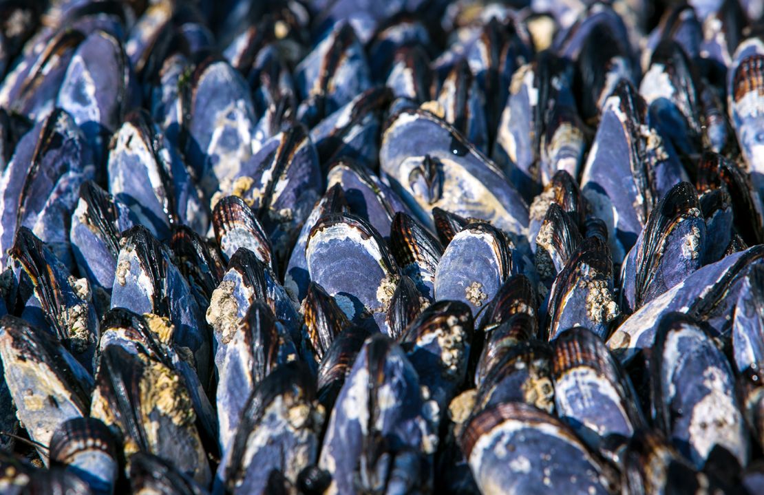The researchers took inspiration from the protein in mussels' "beards." These strong, sticky threads help the shellfish attach to rocks and reefs.