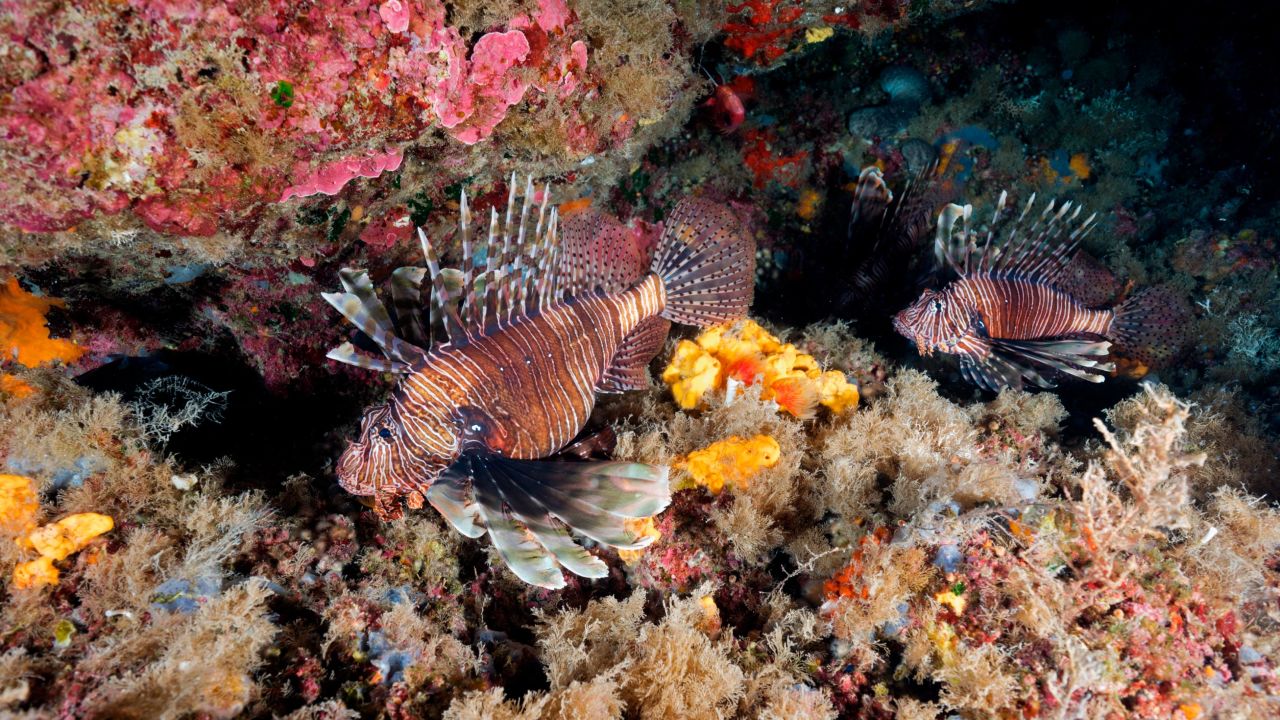 Invasive lionfish have spread across Turkey's coastal rocky habitats.