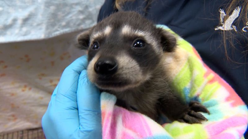 Video: Wildlife center rescues over 500 orphaned baby animals | CNN