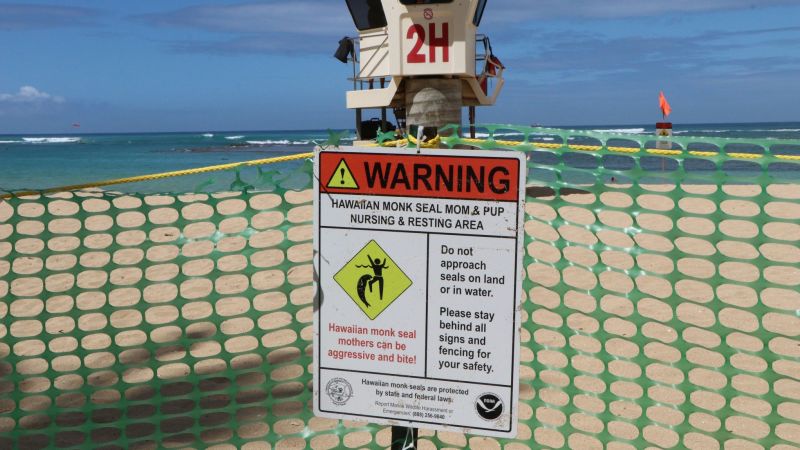 NextImg:Hawaiian officials block beach to protect adorable endangered monk seal pup | CNN