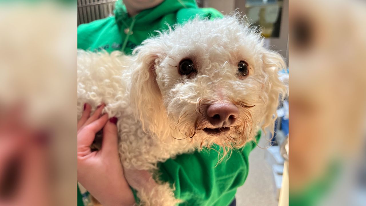 The tiny poodle has made a full recovery since the overdose, according to the shelter.