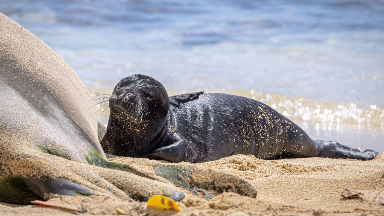 An endangered Hawaiian Monk Seal named Kaiwi gave birth for the second time on a busy beach in Waikiki in Honlulu, HI on April 14, 2023. This historic birth is the 4th time ever on a Waikiki beach. 