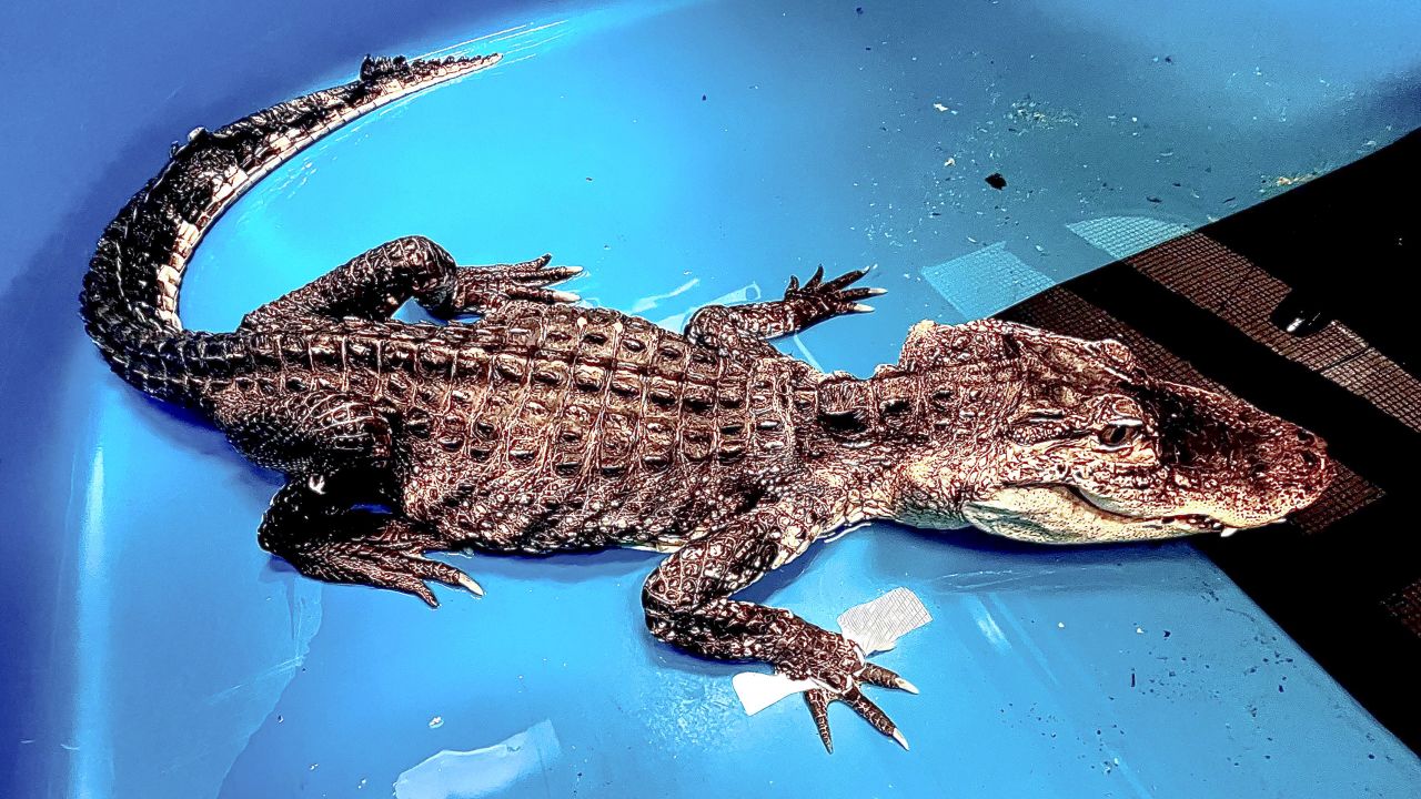This photo provided Friday, April 21, 2023, by the Bronx Zoo shows an American alligator rescued from a lake in Prospect Park in Brooklyn. 