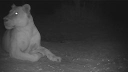 A remote camera captured an image of a lioness in Sena Oura National Park, along Chad's border with Cameroon.