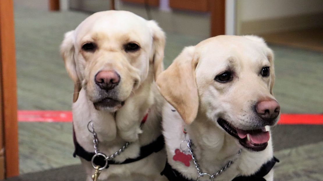 Covid-19 detection dogs Scarlett and Rizzo.