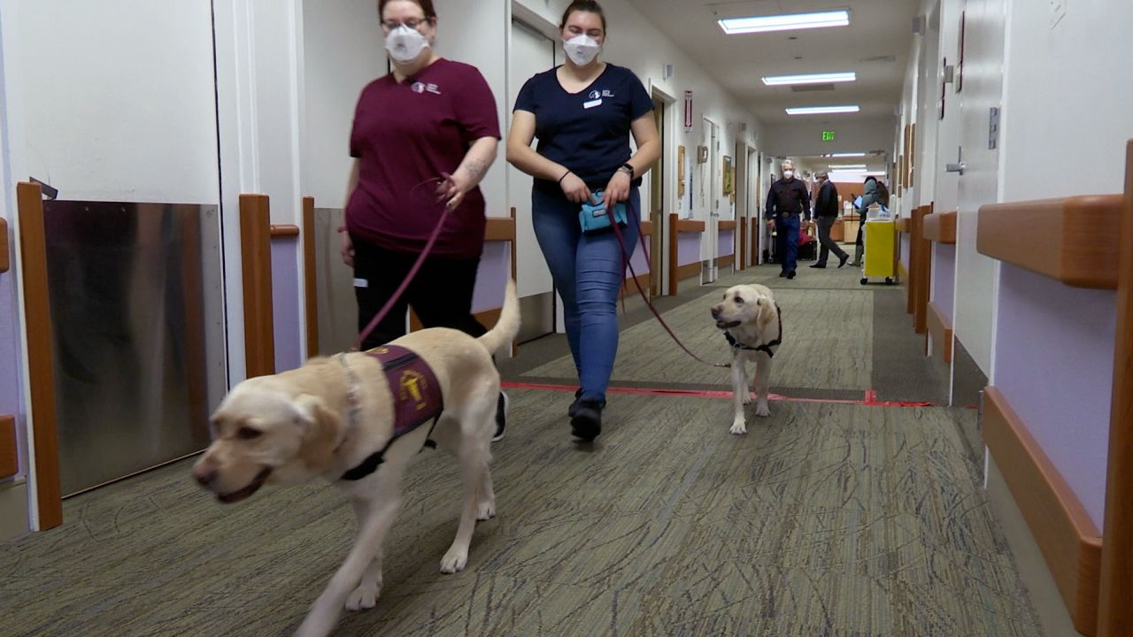 Covid-sniffing dogs Scarlett and Rizzo at a skilled nursing home in California.