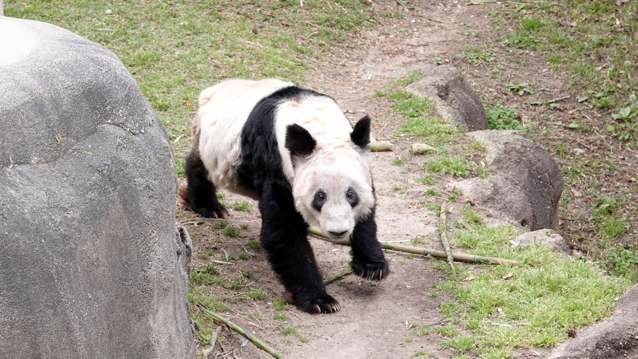 Ya Ya greets her fans on April 8 as hundreds of people visited the zoo to say goodbye to the giant panda.