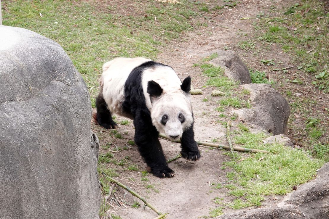 Why China is taking all its pandas back.