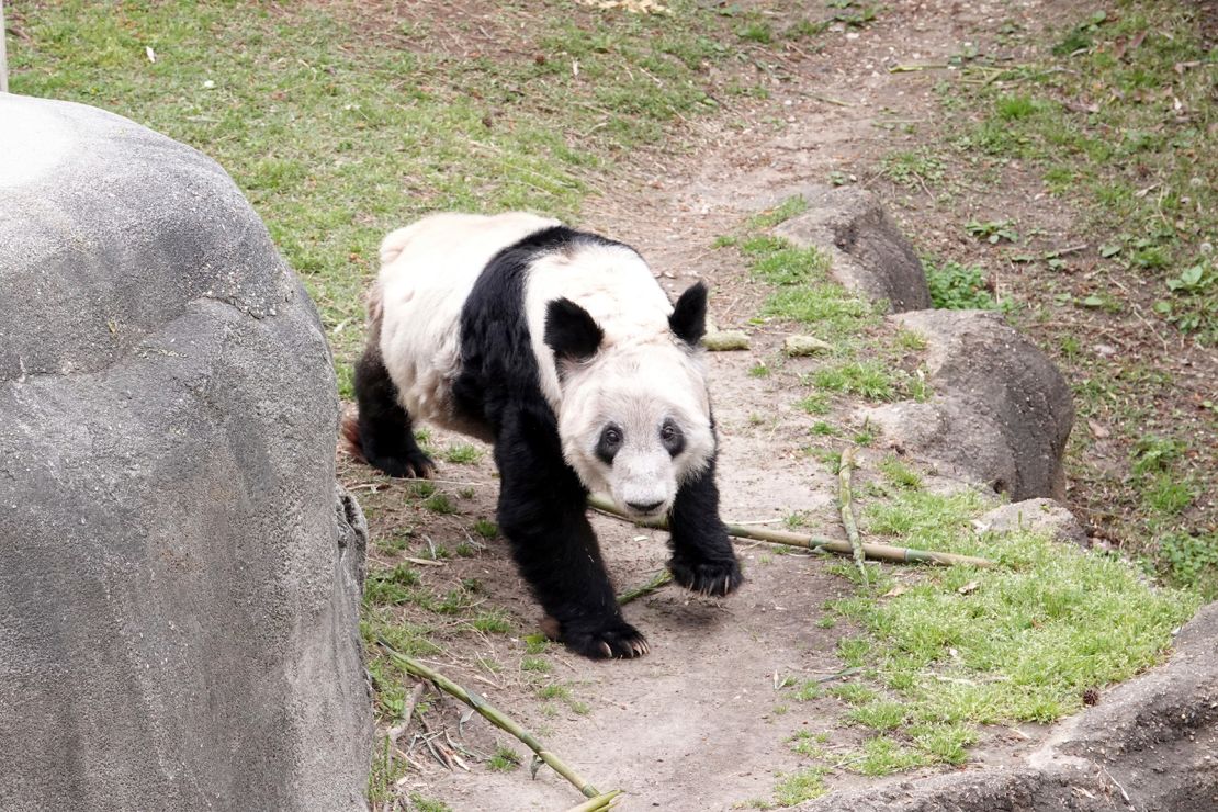 Ya Ya greets her fans on April 8 as hundreds of people visited the zoo to say goodbye to the giant panda.