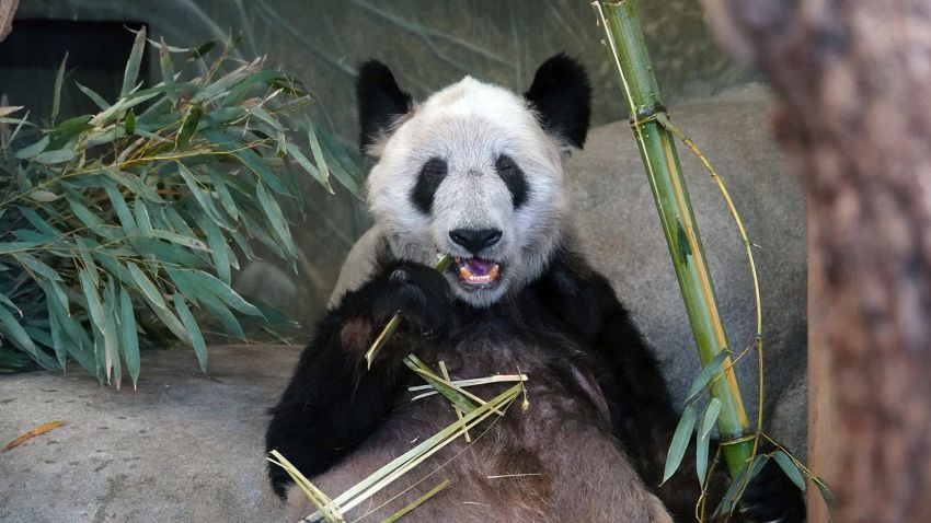 Ya Ya, a Giant Panda at the Memphis Zoo eats bamboo on Saturday, April 8, 2023, in Memphis, Tenn. About five hundred people attended a farewell party for the Panda.