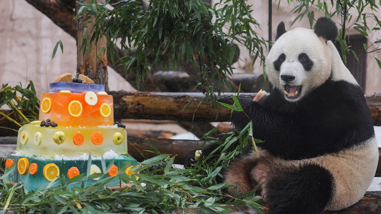 Ru Yi, a male giant panda at the Moscow Zoo, enjoys a special cake to mark the International Panda Day on March 16. 