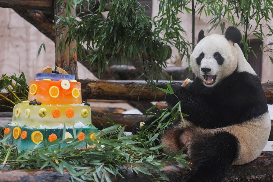 Ru Yi, a male giant panda at the Moscow Zoo, enjoys a special cake to mark the International Panda Day on March 16. 