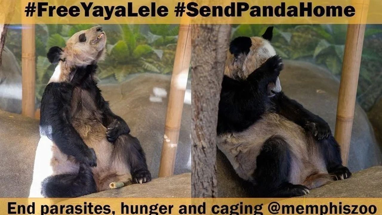 A petition by Panda Voices to bring Ya Ya and Le Le back to China on change.org has garnered 193,000 signatures.