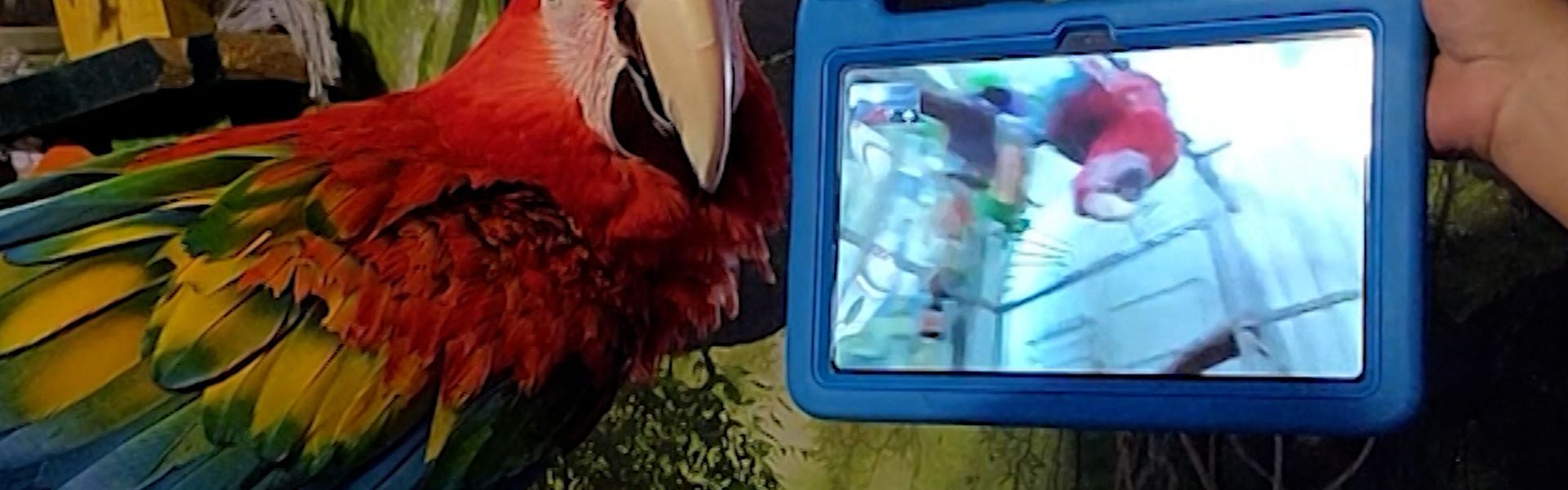 Kostuum Station strottenhoofd Parrots learn to call their feathered friends on video chat | CNN