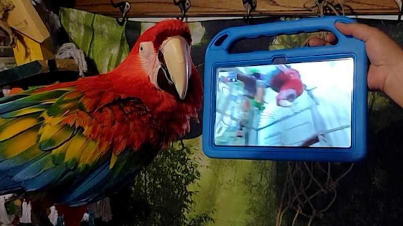 Parrots learn to party with pals on video chat | CNN