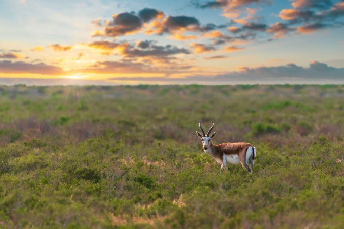 Shirvan National Park in southeast Azerbaijan is a birdwatching paradise. It is also home to the elegant goitered gazelle.