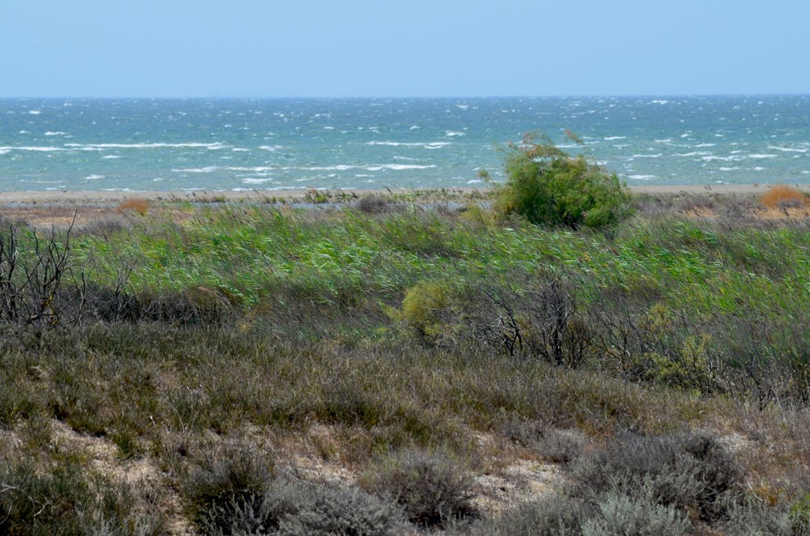 Absheron National Park, near Baku, is another wildlife hotspot, where if you're lucky, you might see a rare Caspian seal popping its head out of the sea.