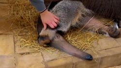 Sleepy Anteater 1