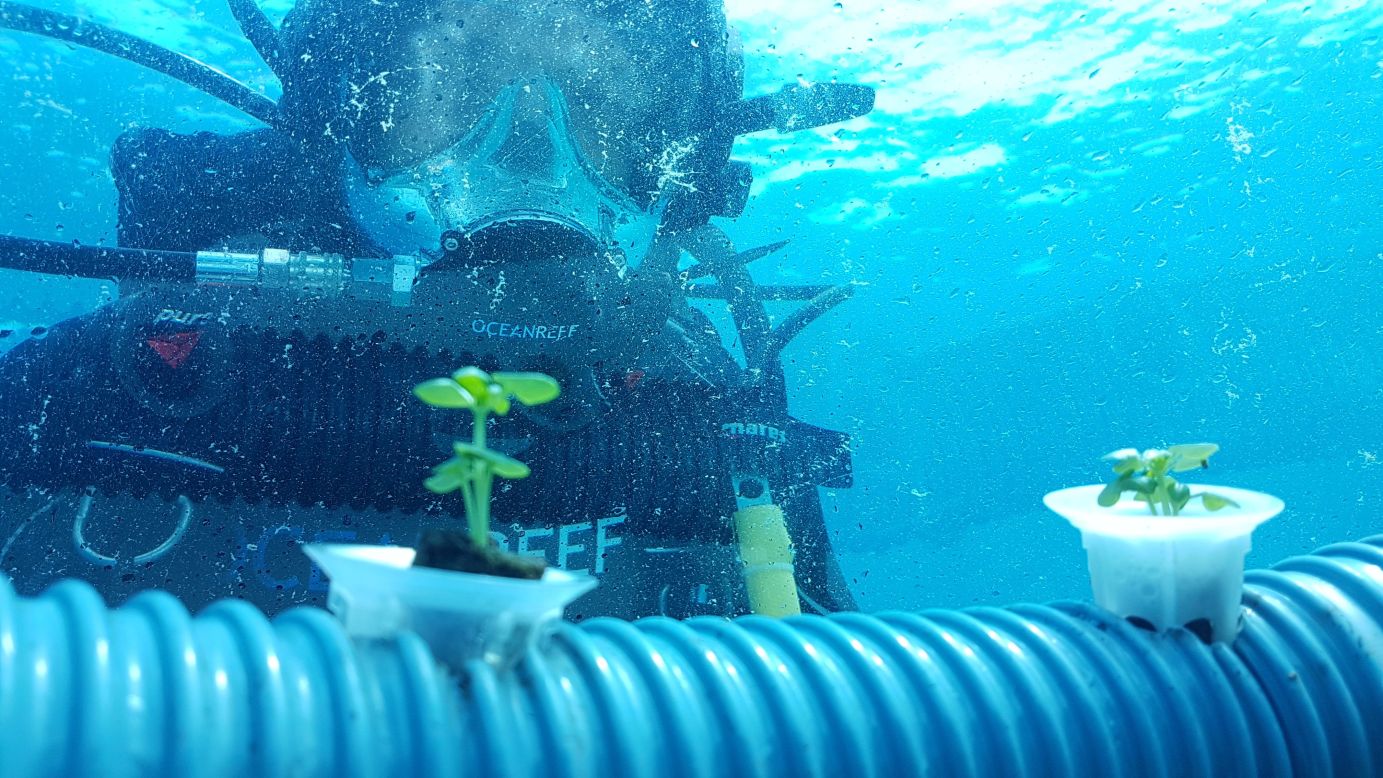 One study showed that basil grown underwater in Nemo's Garden had a higher level of antioxidants and essential oils. Once plants are ready for harvest, a diver will clip the vegetation, place it in bags, and float the bags to the surface.