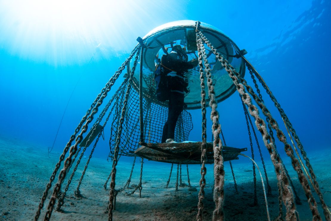 Equipment inside Nemo's Garden is powered by renewable energy like solar panels and wind turbines.