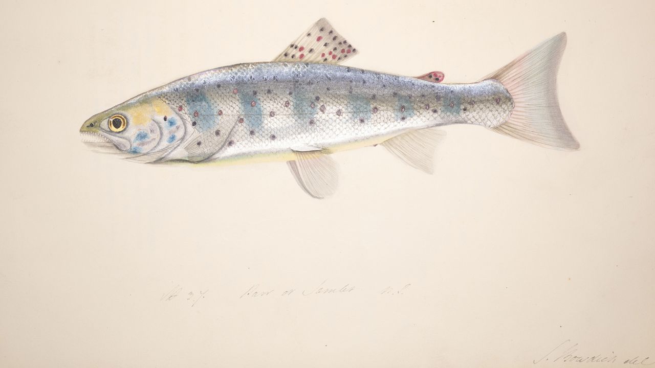 Sarah Bowdich's 1838 illustration of a freshwater fish native to Britain is surprisingly lifelike.