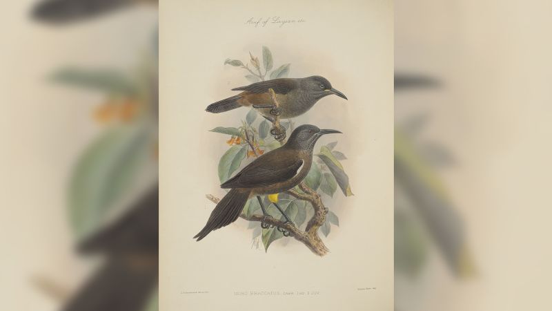 NextImg:Listen to the mating call of a bird that went extinct two decades ago | CNN