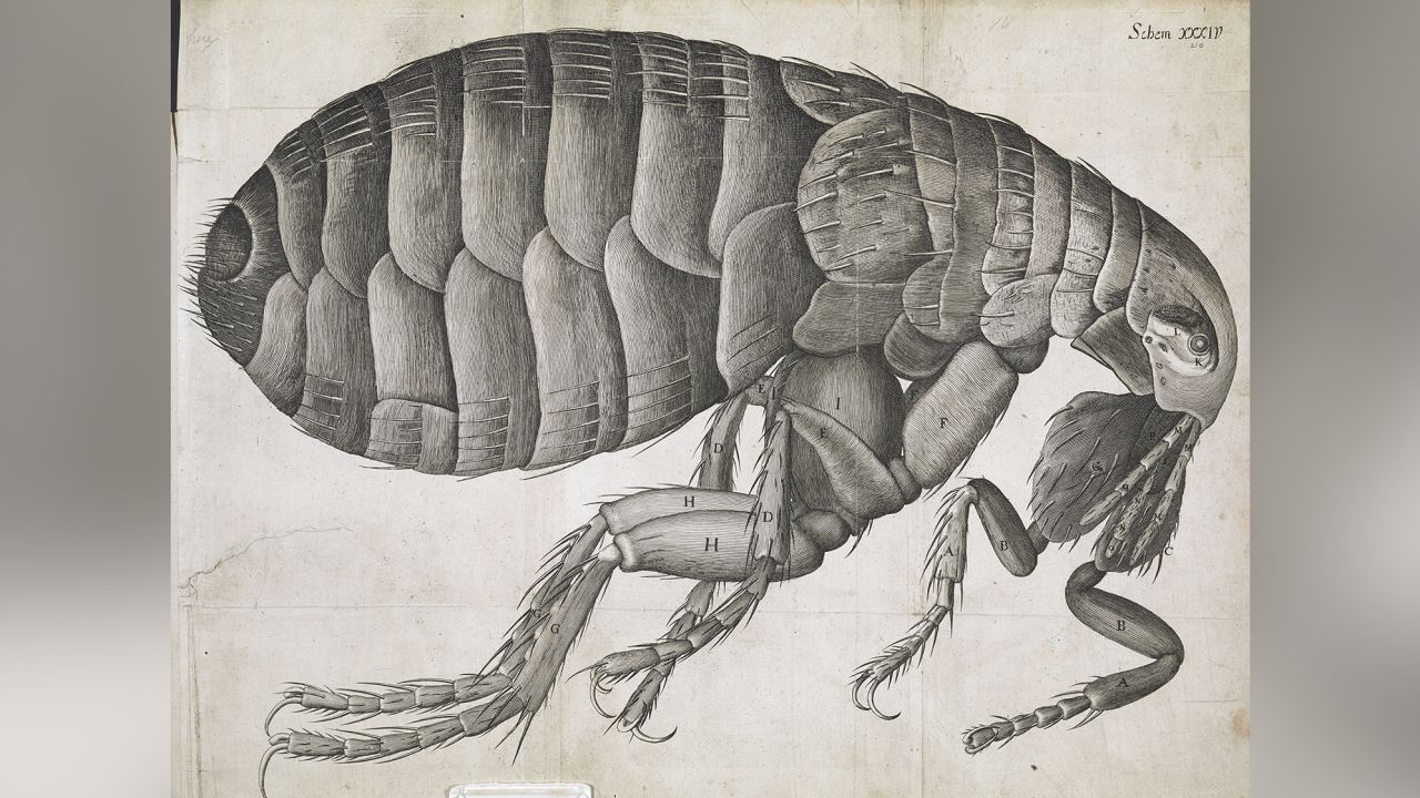 Published in 1665, Robert Hooke's "Micrographia" was a landmark work that catapulted observations made under microscopes to the wider world for the first time.