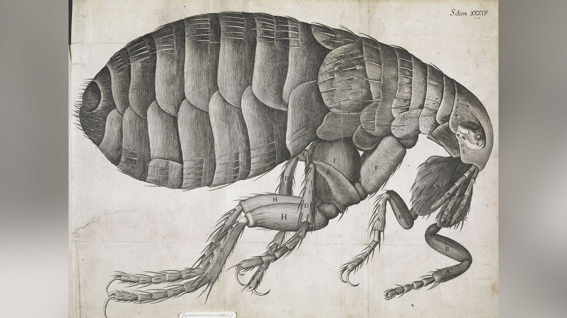 Published in 1665, Robert Hooke's "Micrographia" was a landmark work that catapulted observations made under microscopes to the wider world for the first time.