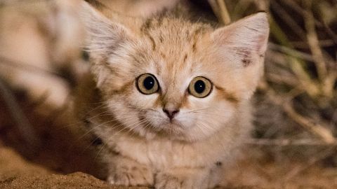 One of the first images of a sand cat kitten ever documented in the wild in Morocco by Panthera and partners, 2017.