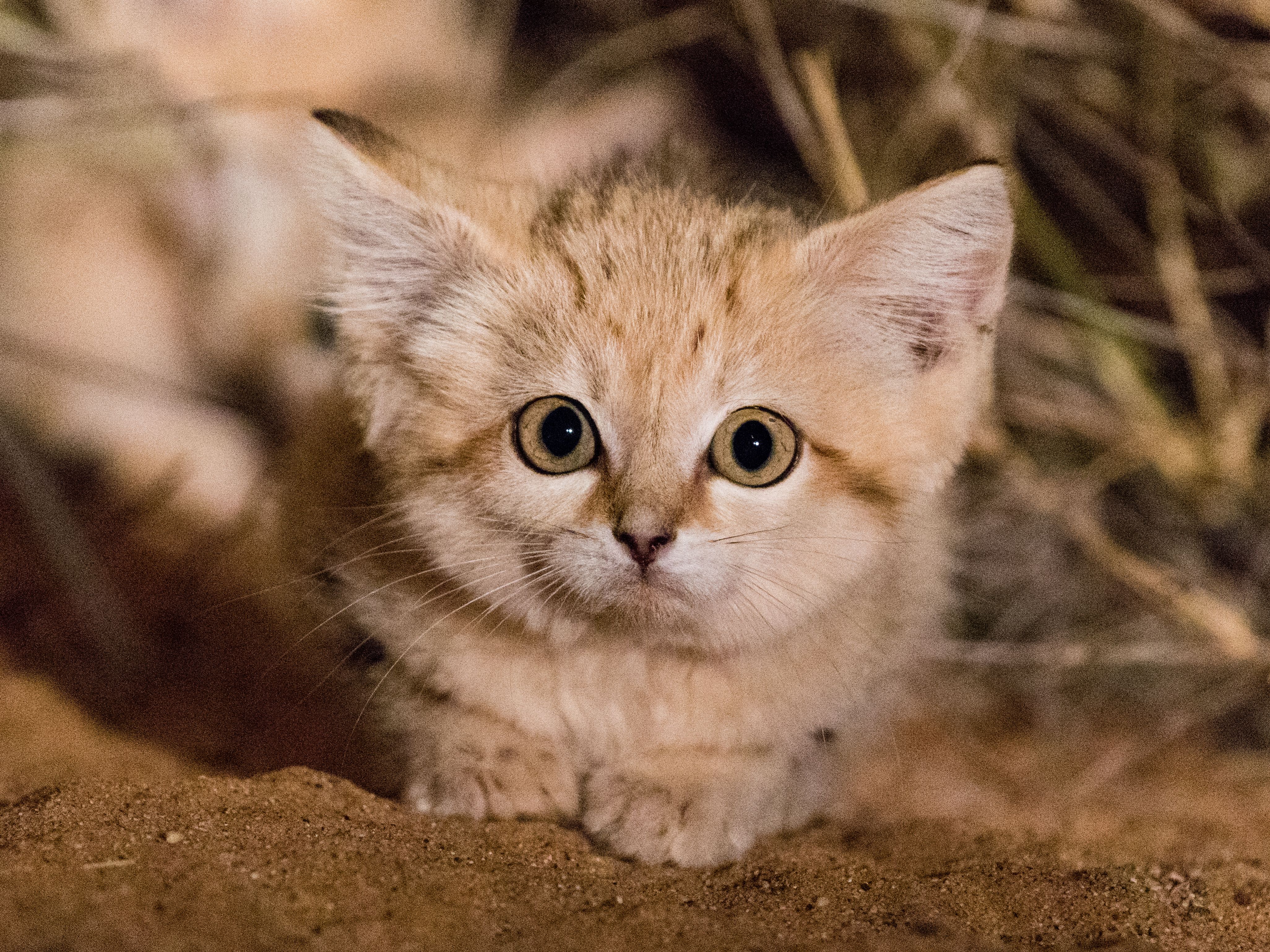 baby chinese desert cat
