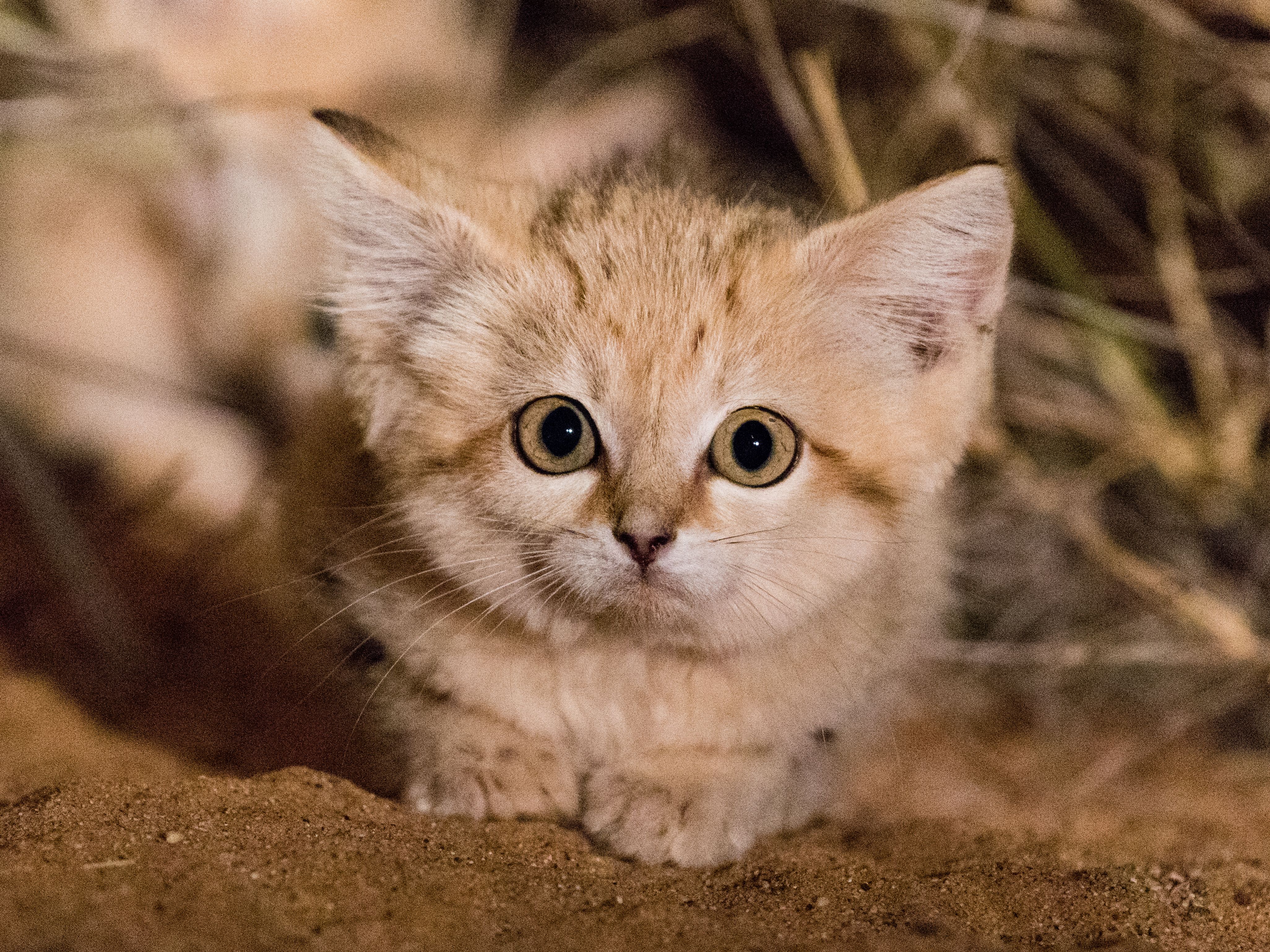 desert carnivores