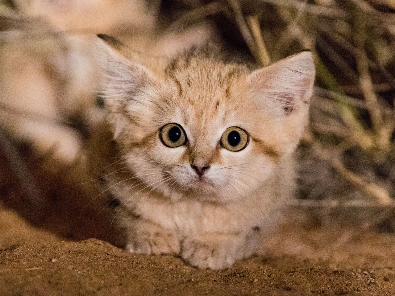 In 2017, sand kittens were photographed in the wild for the first time. The images of the adorable fluffballs went viral, as few people had seen them before, and not even scientists knew much about the species.