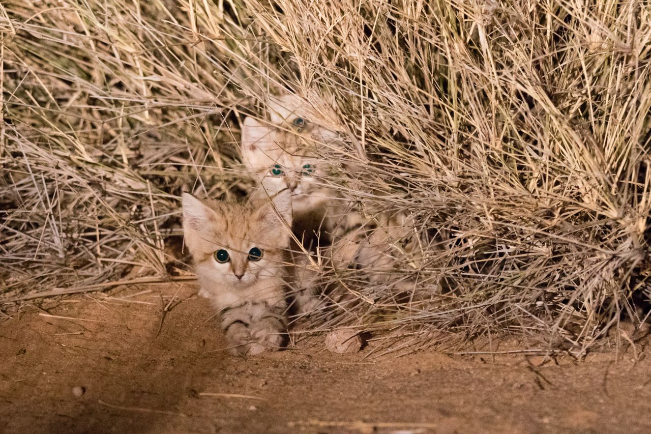 Dr. Grégory Breton, managing director of Panthera France, the global wild cat conservation organization, took the photographs after spotting the trio hiding in a shrub in the Moroccan desert, with their mother nearby.