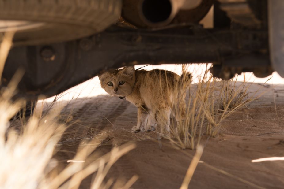 The team captured and fitted 22 sand cats with VHF radio collars, and observed their movements between 2015 and 2019, to discover information about their ranges and nomadic lifestyle.