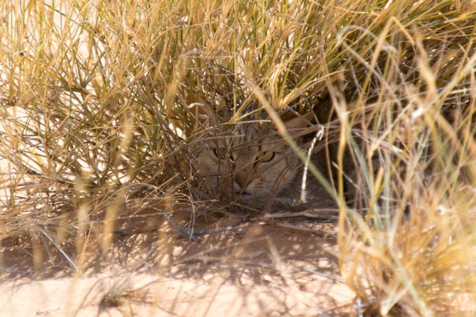Using radio collars was essential as sand cats are notoriously hard to track. They are predominantly nocturnal and their sandy coat camouflages them in the desert environment.
