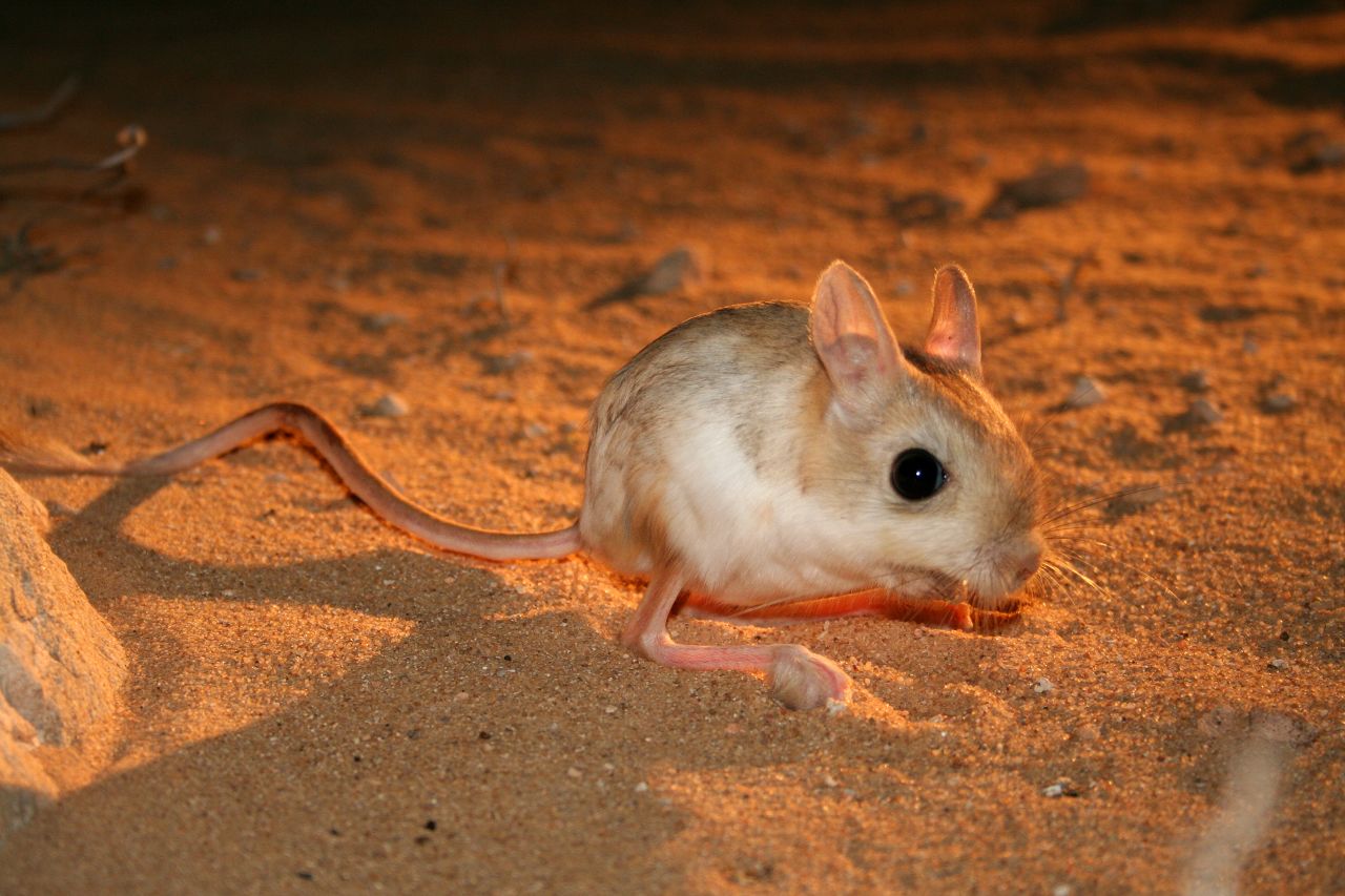 The lesser jerboa is an important part of the sand cat's diet. The cats are carnivores and mainly hunt during the night. 
