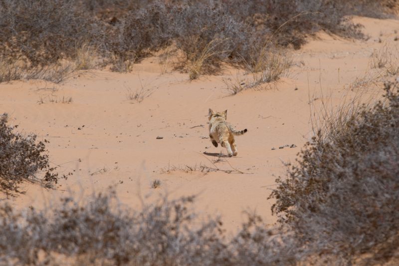 The hotsell range cat