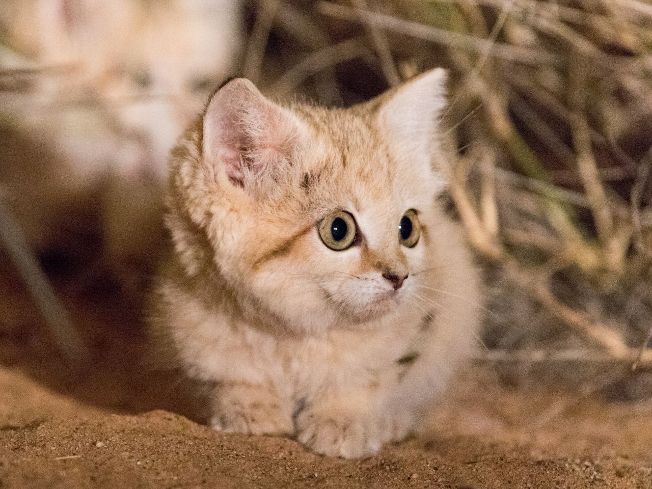 According to the report, larger ranges could suggest that the sand cat's population is smaller than previously thought. Breton hopes the research will draw attention to the understudied species and help spearhead its protection.