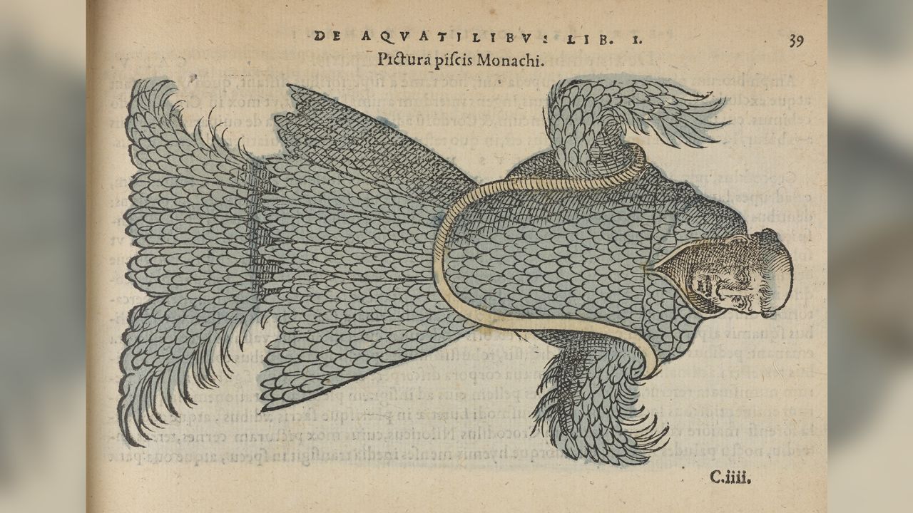 In the 1553 book "Travels in the Levant" by French naturalist and traveler Pierre Belon, a monkfish is illustrated with a scaly body and human monk's head. 