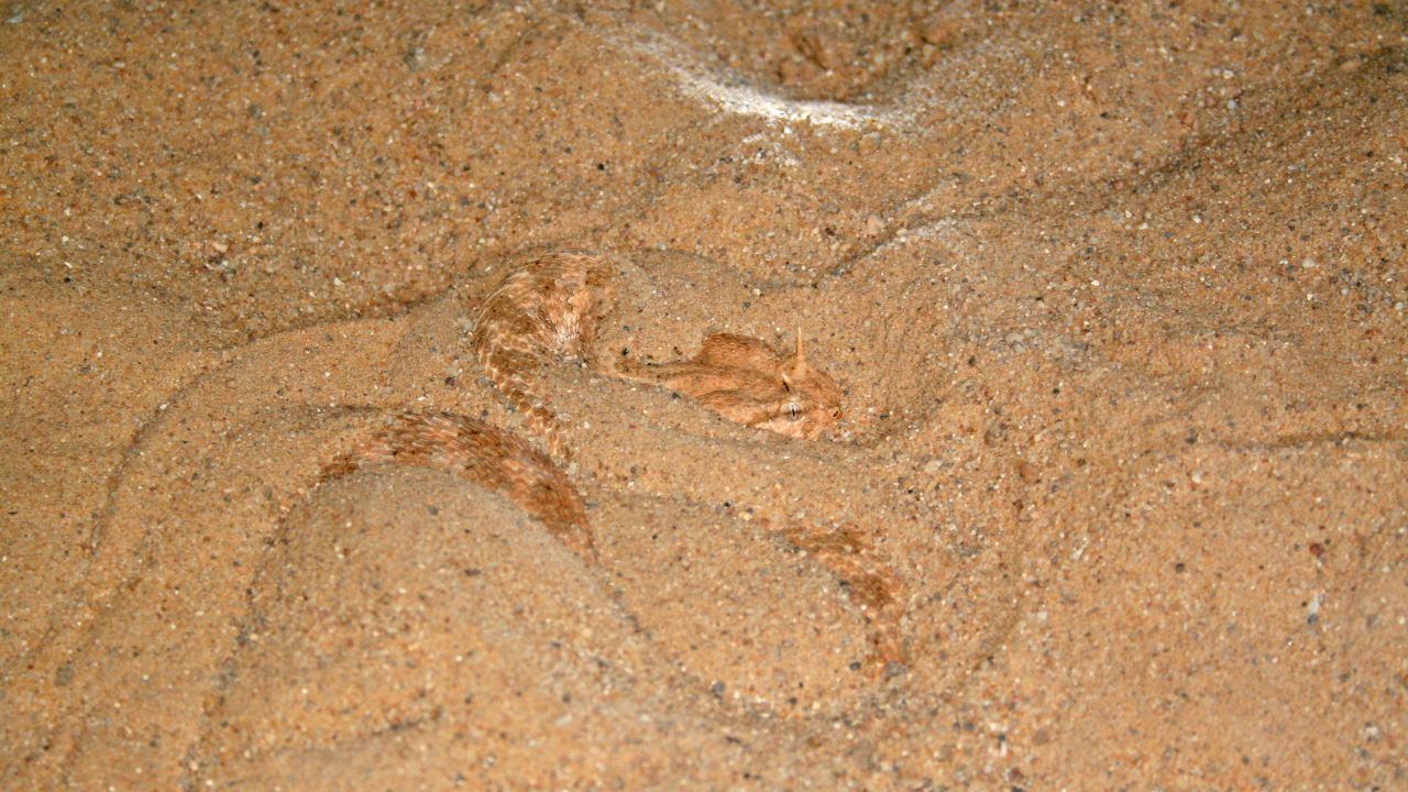The sand cat has been observed hunting the venomous Saharan horned viper, pictured here buried in the sand.