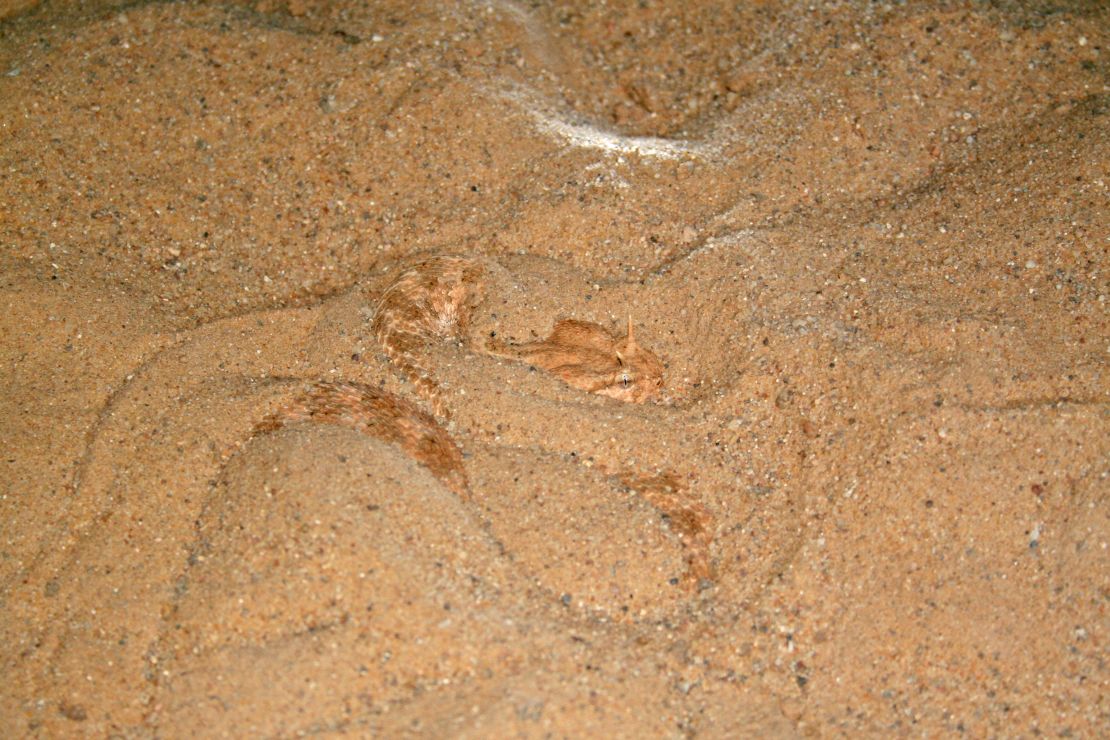 The sand cat has been observed hunting the venomous Saharan horned viper, pictured here buried in the sand.