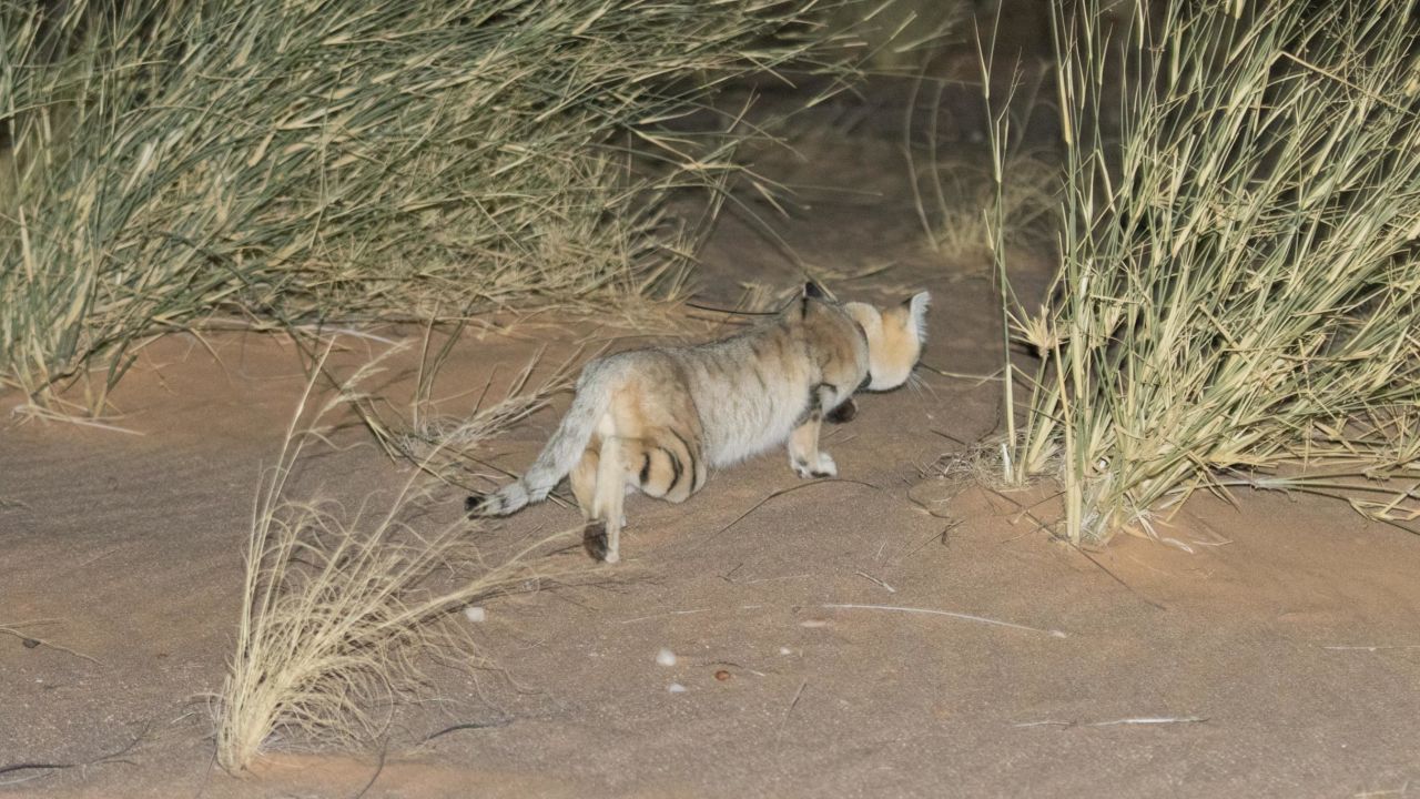 Sand cats travel further during the night than any other cat their size. 