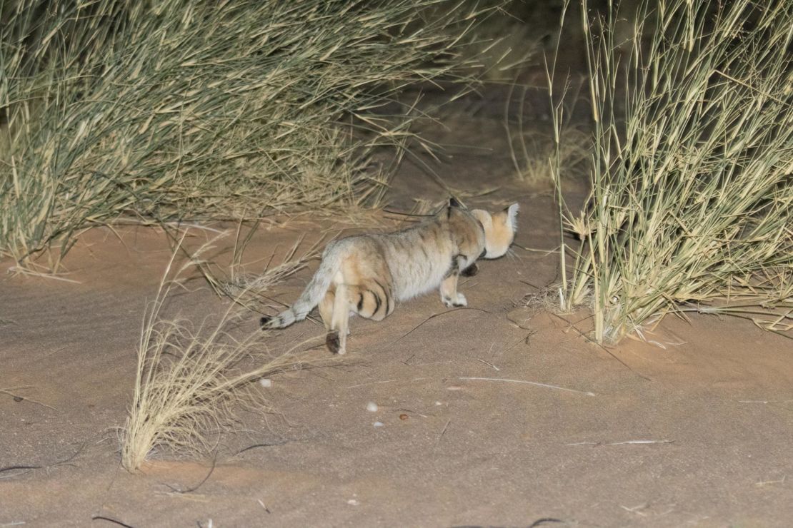 Sand cats travel further during the night than any other cat their size.