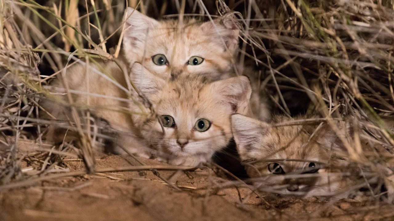 Sand cats are likely to become more threatened as climate change affects their habitat.
