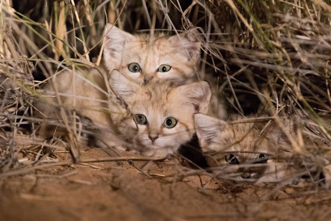 Sand cats are likely to become more threatened as climate change affects their habitat.
