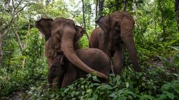 TOPSHOT - This photo taken on July 20, 2021 shows elephants eating in a forest at the Asian Elephant Breeding and Rescue Centre in Xishuangbanna in southwest China's Yunnan province. - An elephant in the street is now a common sight for residents of the animals' home territory on the Myanmar-Laos border, where a recovering elephant population is being squeezed into ever-shrinking habitat, leading to growing human-elephant conflict. - TO GO WITH AFP STORY China-animal-nature-conservation by Dan Martin (Photo by Hector RETAMAL / AFP) / TO GO WITH AFP STORY China-animal-nature-conservation by Dan Martin (Photo by HECTOR RETAMAL/AFP via Getty Images)
