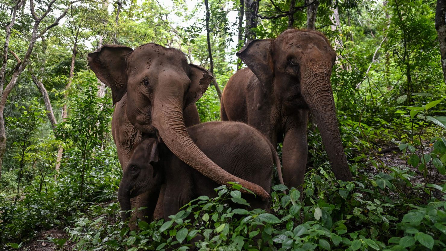 This photo taken on July 20, 2021 shows elephants eating in a forest at the Asian Elephant Breeding and Rescue Centre in Xishuangbanna, in southwest China's Yunnan province.